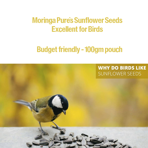 sunflower-seeds-for-birds